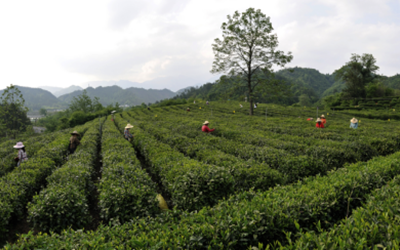 豪利777(中国)英超切尔西官方相助同伴